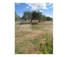 Finca Rustica en MontBrio del Camp