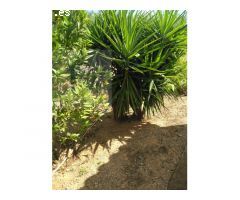 Finca Rustica en MontBrio del Camp