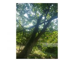 Gran propiedad en venta en el centro de Monforte