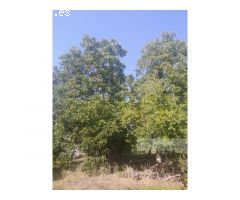 Gran propiedad en venta en el centro de Monforte