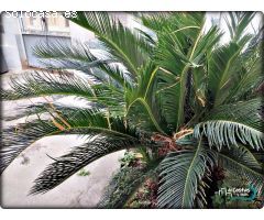 FANTÁSTICA ZONA DE JARDÍN