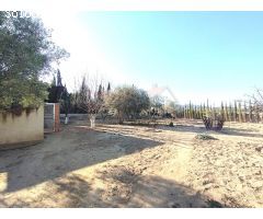 ENCANTADOR CAMPO EN SAX