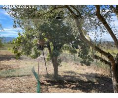 Terreno rustico en Cruilles