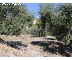 Poco más de 1 ha de terreno en bancales plantado con olivos maduros.