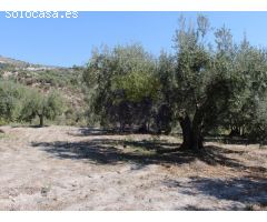Poco más de 1 ha de terreno en bancales plantado con olivos maduros.
