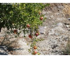 Poco más de 1 ha de terreno en bancales plantado con olivos maduros.