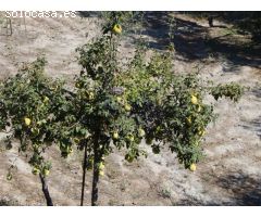 Poco más de 1 ha de terreno en bancales plantado con olivos maduros.