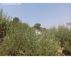 Terreno 683 m2 con huerto y oliveras con vistas a Montserrat