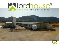 1208. Granja Avícola en producción en pedanía lorquina.