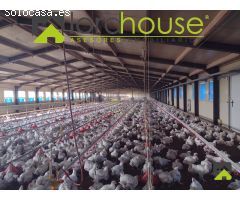 1208. Granja Avícola en producción en pedanía lorquina.