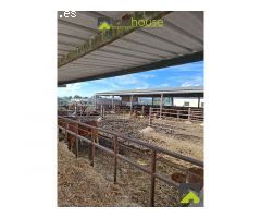 1251. Conjunto de 4 casas, naves de porcino y de novillos.