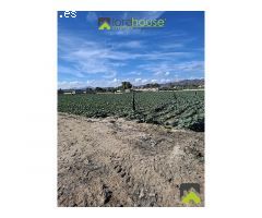 1251. Conjunto de 4 casas, naves de porcino y de novillos.