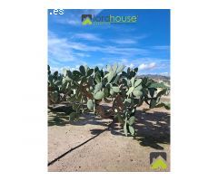 1251. Conjunto de 4 casas, naves de porcino y de novillos.