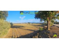 1222. Varias parcelas segregadas en Marchena.