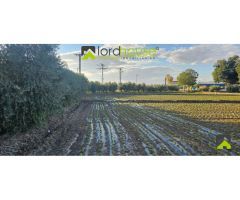 1222. Varias parcelas segregadas en Marchena.