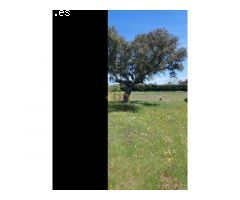 OPORTUNIDAD!! QUIERES VIVIR EN UNA PEQUEÑA FINCA DE MÁS DE 5.000M2 A TAN SOLO 10