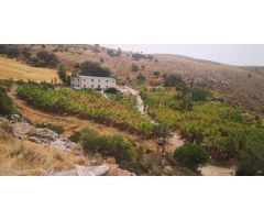 Parcela con 6.000 palmeras, 1,9 Ha. Nave 300mts