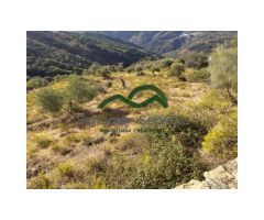 Finca Rústica de Almendros, Higueras y Olivar, Buena Ubicación