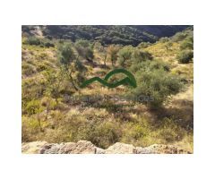 Finca Rústica de Almendros, Higueras y Olivar, Buena Ubicación