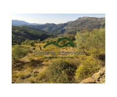 Finca Rústica de Almendros, Higueras y Olivar, Buena Ubicación
