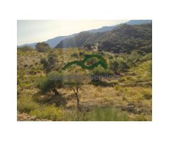 Finca Rústica de Almendros, Higueras y Olivar, Buena Ubicación