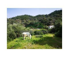 Finca Agrícola con Casa a Reformar, Piscina, Pozo, 6 naves agrícolas