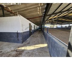 Centro ecuestre con 3 viviendas a 5 km de Ronda