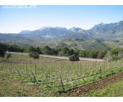 Finca con Viñedos y Bodega. Ronda