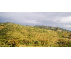 Finca con Almendros Ecologicos