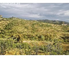 Finca con Almendros Ecologicos