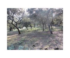 Finca de Encinas, Casa de Piedra, 4 hectares