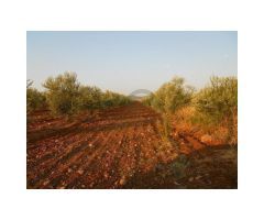 Cortijo con 37 hectares, Puerto Serrano