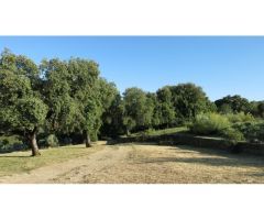 Finca de 160 ha. Cortijo, Casa Huéspedes, Naves, agua de manantiales