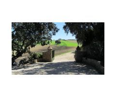 Finca con Vivienda, Naves, Olivar y Piscina