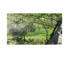 Finca con Vivienda, Naves, Olivar y Piscina
