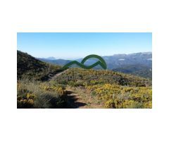 Finca, 44 h. con 3 Ruinas, Farajan