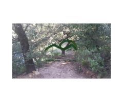 Finca, 44 h. con 3 Ruinas, Farajan