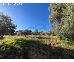 Serrania Services Inmobiliaria: Finca rústica con 6.500 metros de olivar
