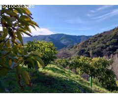 Serrania Services Inmobiliaria: Finca de Aguacates en Juzcar