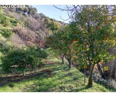 Serrania Services Inmobiliaria: Finca de Aguacates en Juzcar