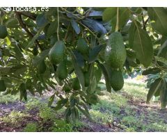 Serrania Services Inmobiliaria: Finca de Aguacates en Juzcar