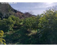 Serrania Services Inmobiliaria: Finca de Aguacates en Juzcar