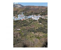 Serrania Services Inmobiliaria: Finca de Aguacates en Juzcar