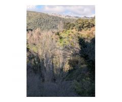 Serrania Services Inmobiliaria: Finca de Aguacates en Juzcar