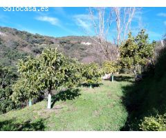 Serrania Services Inmobiliaria: Finca de Aguacates en Juzcar