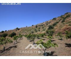Finca de cultivo, Totalán, Málaga, Andalucía
