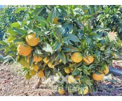 Encantadora Finca en Sedella, Bajo las Faldas de La Maroma