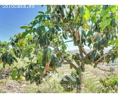 Se vende Finca Cajiz, Malaga, Andalucia