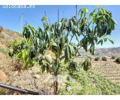 Se vende Finca Cajiz, Malaga, Andalucia