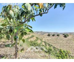 Se vende Finca Cajiz, Malaga, Andalucia